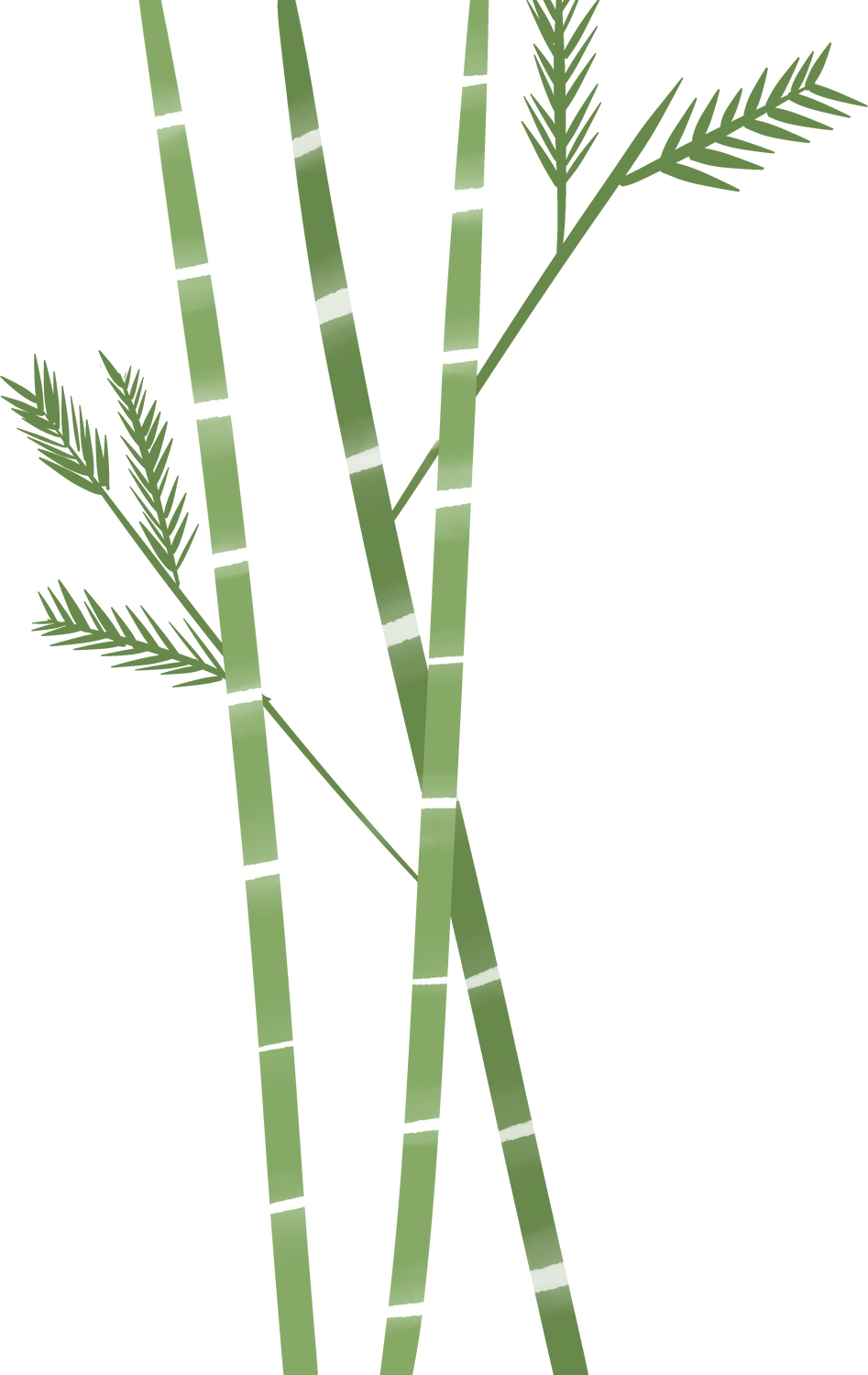 Green bamboo tree with leaf