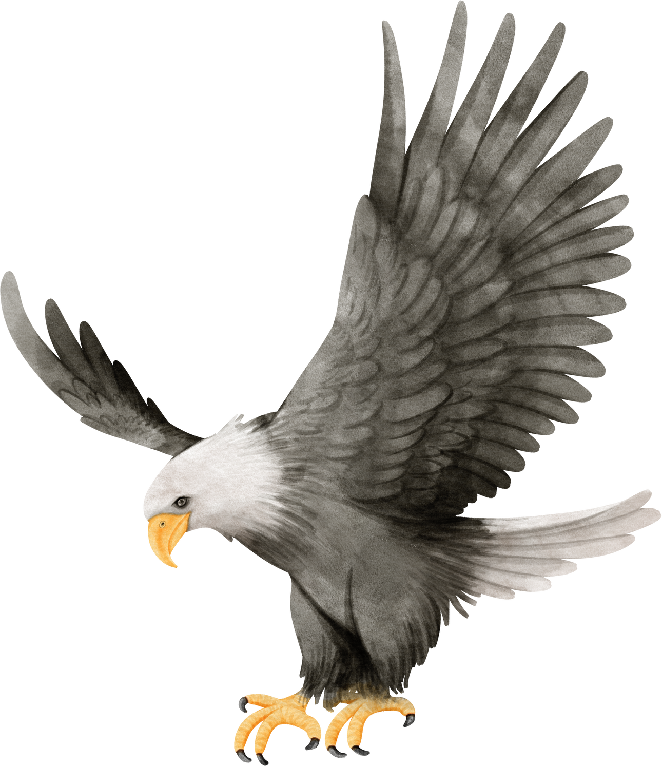 Bald eagle Bird watercolor illustration